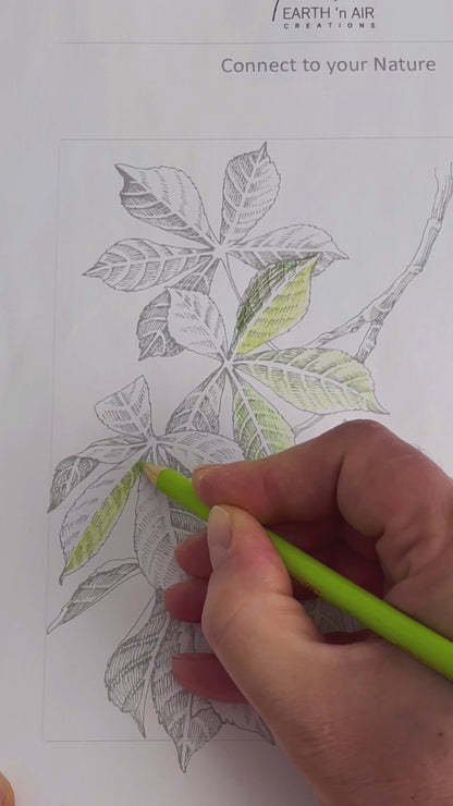 Coloring Pages with Sound Bath - Vintage Botanical Booklet